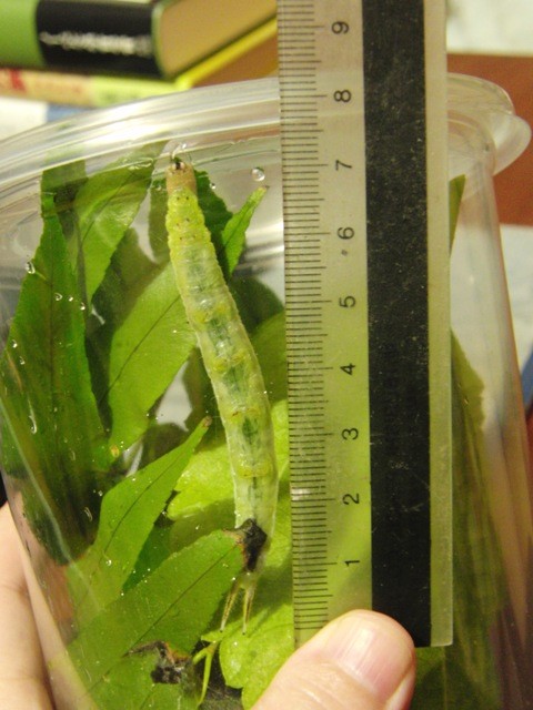 f:id:tierra_verde:20111127185128j:image