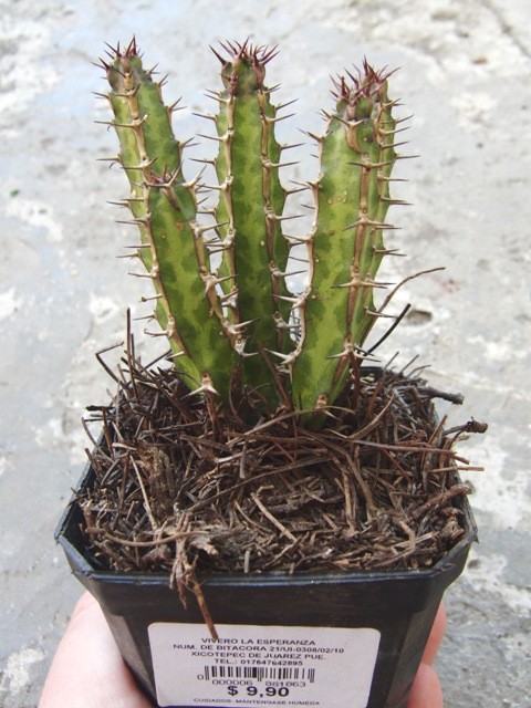 Euphorbia caloderma ユーフォルビア ユーフォルビア・セレンディピタ？ - 南国の隅っこ（新）