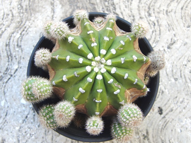 短毛丸、子株を取り分け - 南国の隅っこ（旧）