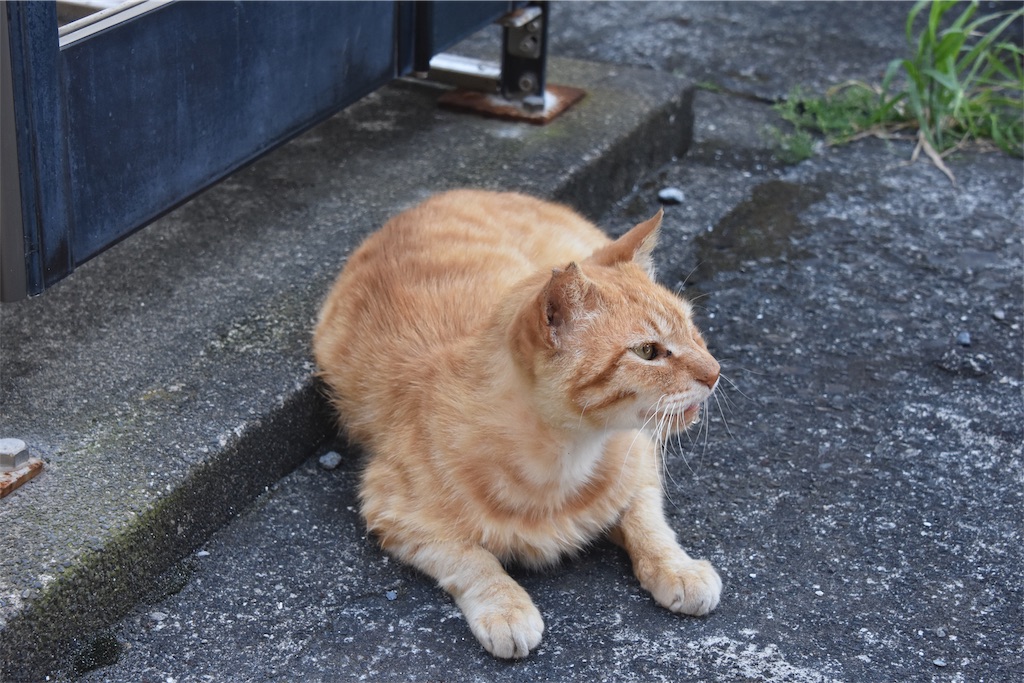 f:id:tigerukun:20190623010900j:image