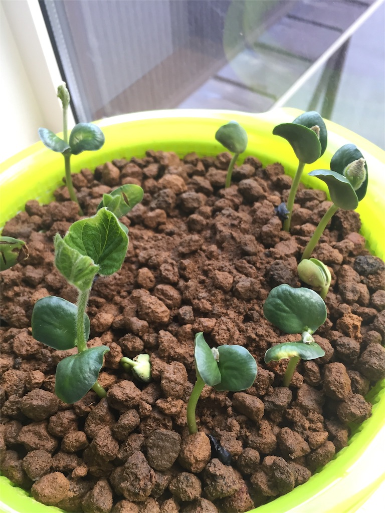 f:id:tigger-soukai:20170409140236j:image