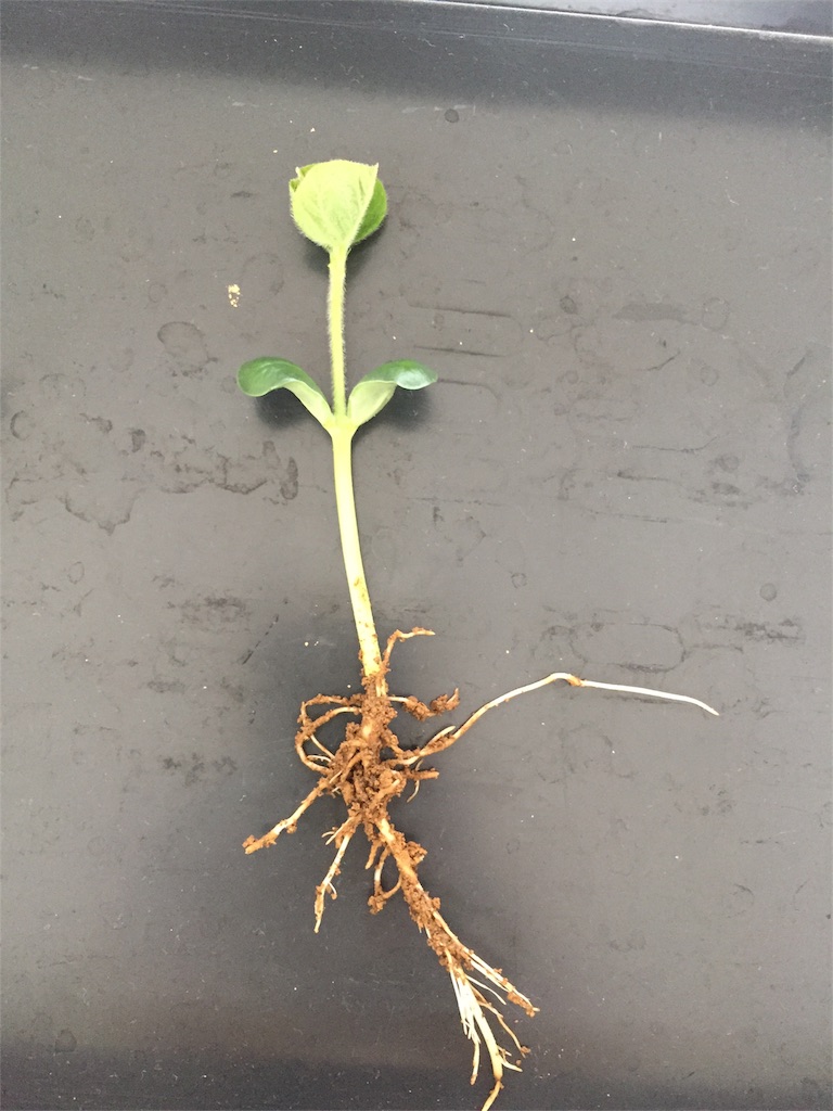 f:id:tigger-soukai:20170409140323j:image