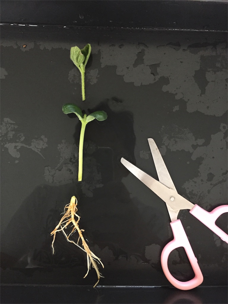 f:id:tigger-soukai:20170409140347j:image