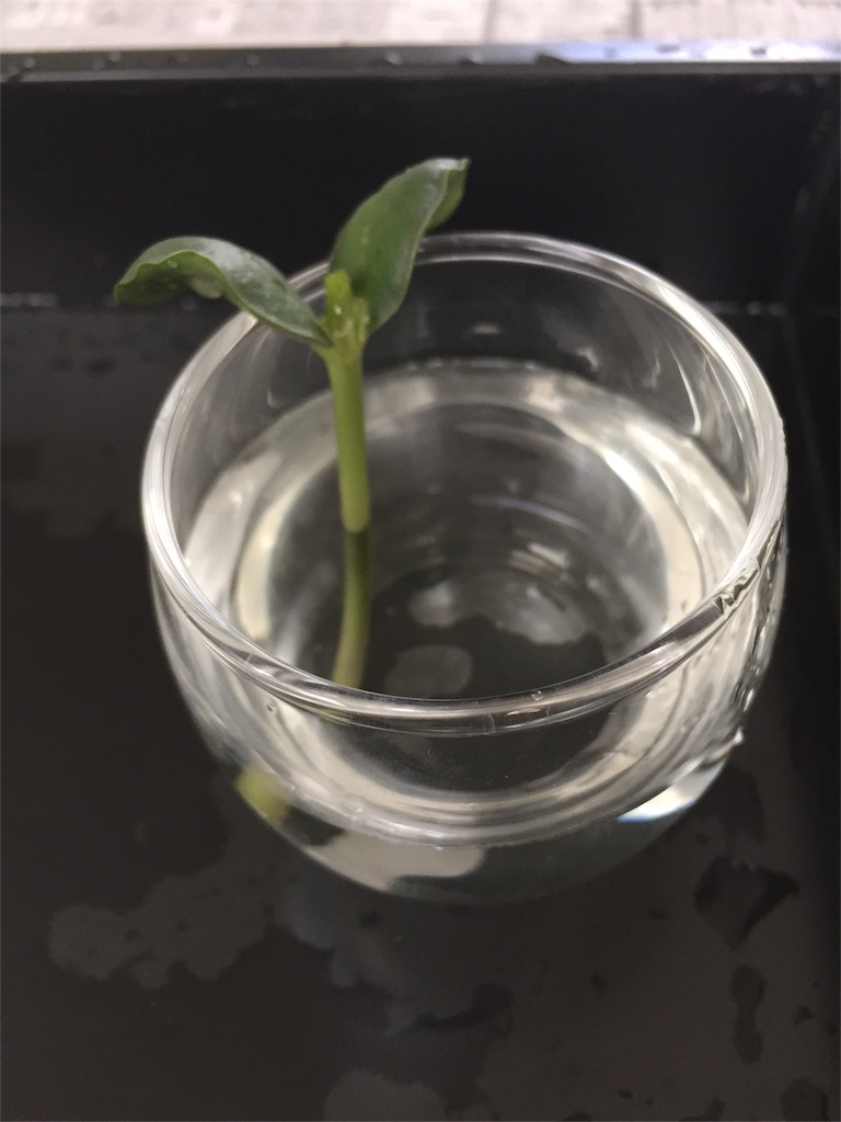 f:id:tigger-soukai:20170409140445j:image