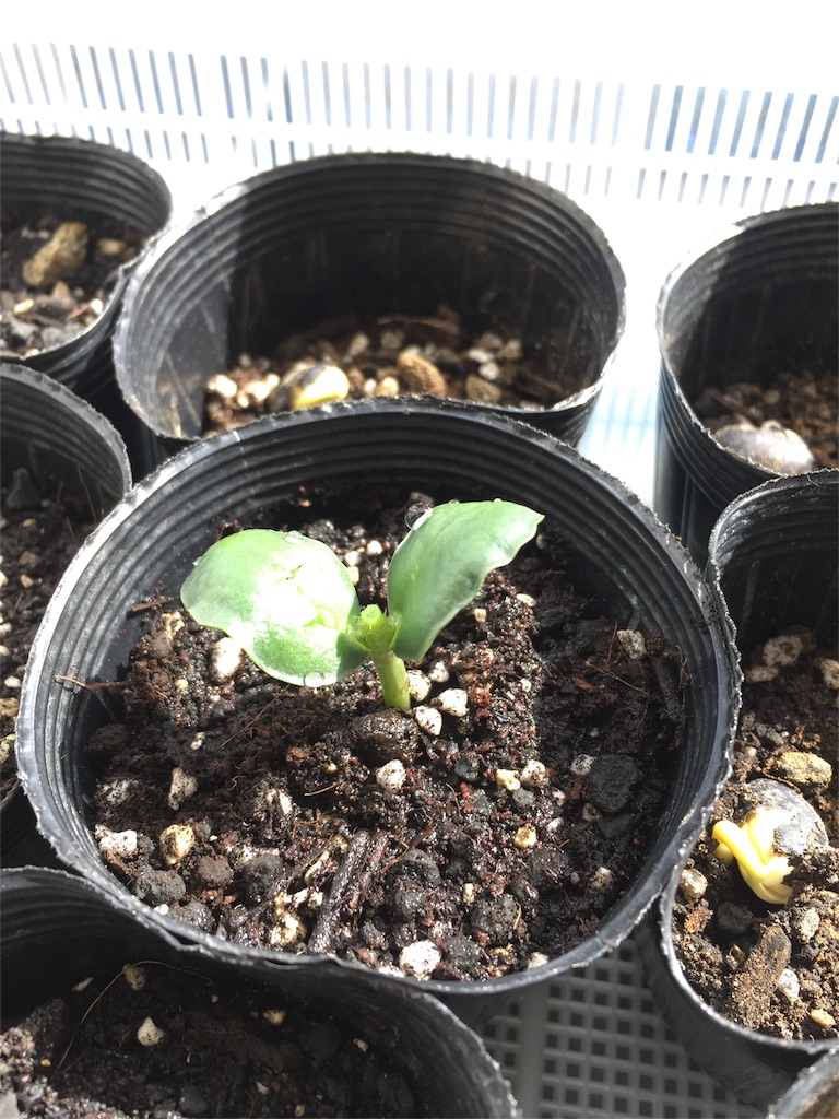 f:id:tigger-soukai:20170409140524j:image