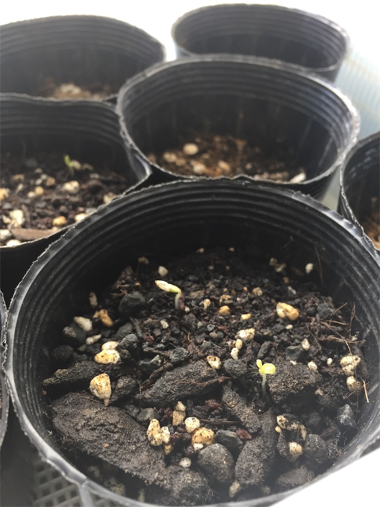 f:id:tigger-soukai:20170409140706j:image