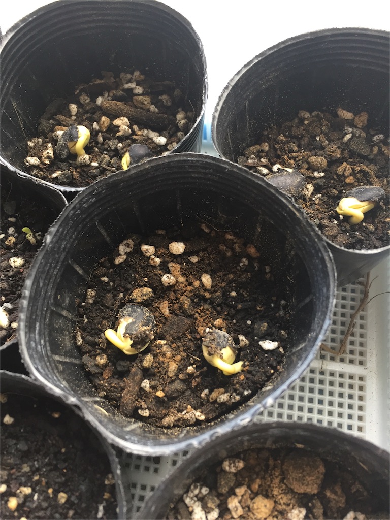 f:id:tigger-soukai:20170409140822j:image