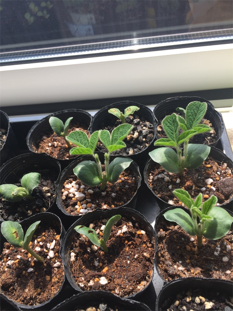 f:id:tigger-soukai:20170416232322j:image