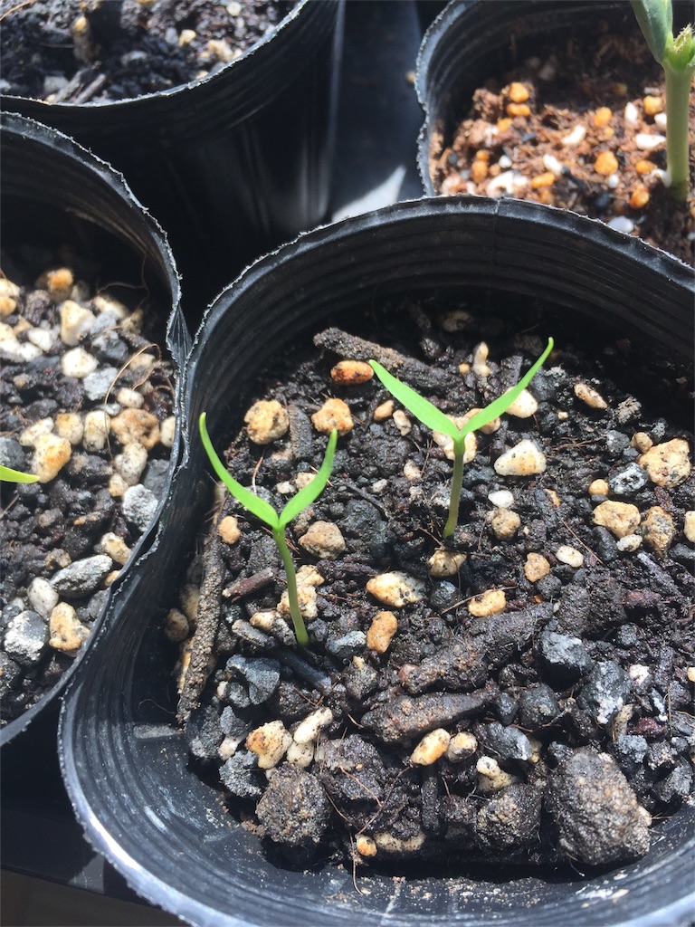 f:id:tigger-soukai:20170416232405j:image