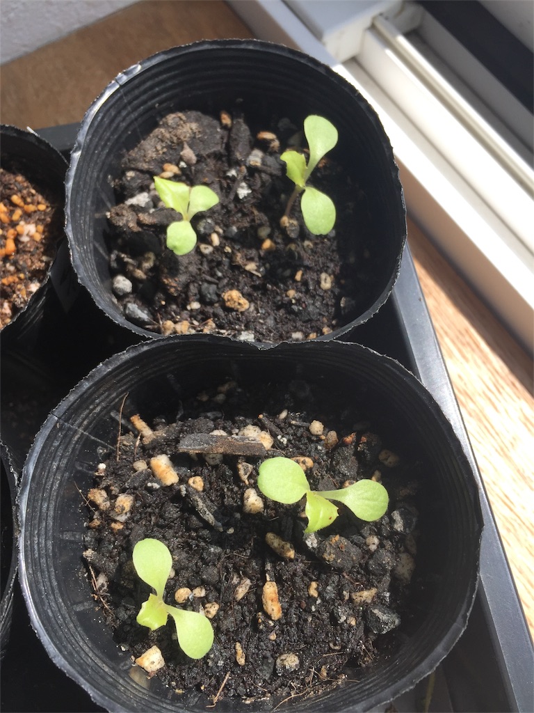 f:id:tigger-soukai:20170416232425j:image