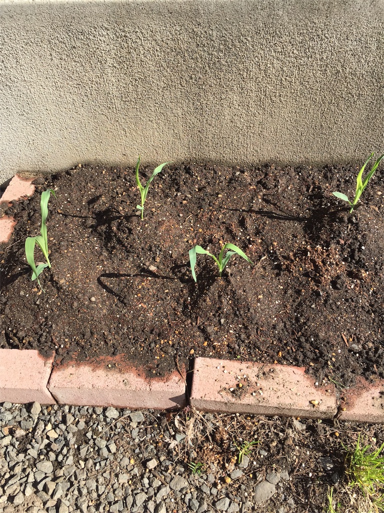 f:id:tigger-soukai:20170519112303j:image f:id:tigger-soukai:20170519112303j:image