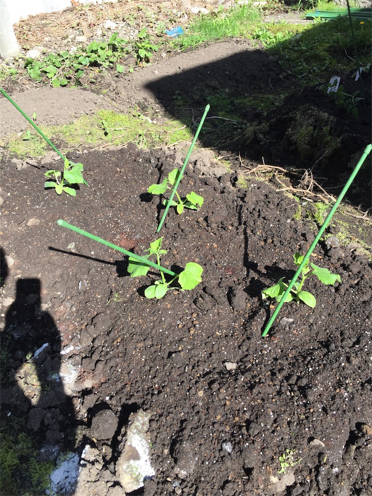 f:id:tigger-soukai:20170519112413j:image f:id:tigger-soukai:20170519112413j:image