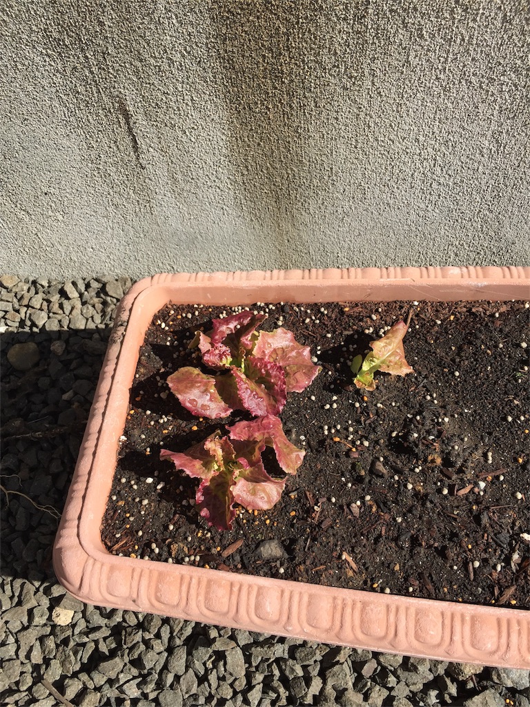 f:id:tigger-soukai:20170519112553j:image f:id:tigger-soukai:20170519112553j:image