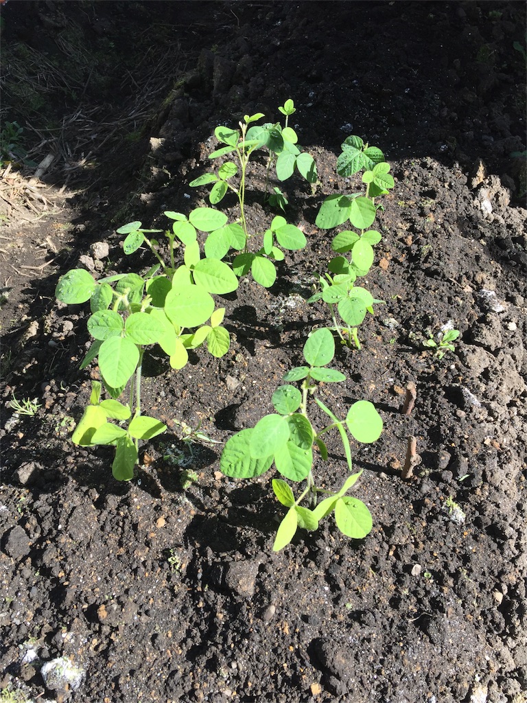 f:id:tigger-soukai:20170519112612j:image f:id:tigger-soukai:20170519112612j:image