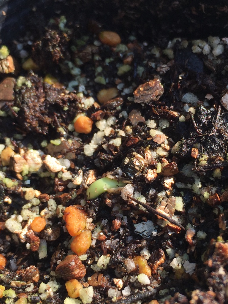 f:id:tigger-soukai:20170707160236j:image f:id:tigger-soukai:20170707160236j:image