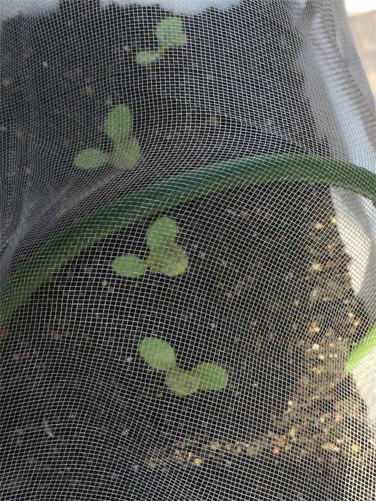 f:id:tigger-soukai:20170707160556j:image f:id:tigger-soukai:20170707160556j:image