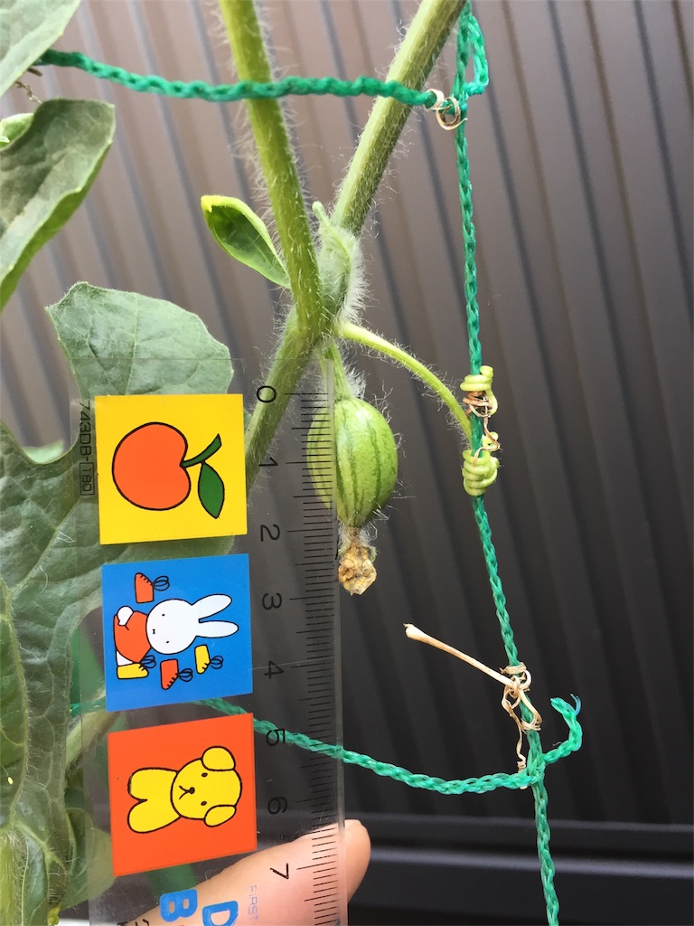 f:id:tigger-soukai:20170707215710j:image f:id:tigger-soukai:20170707215710j:image