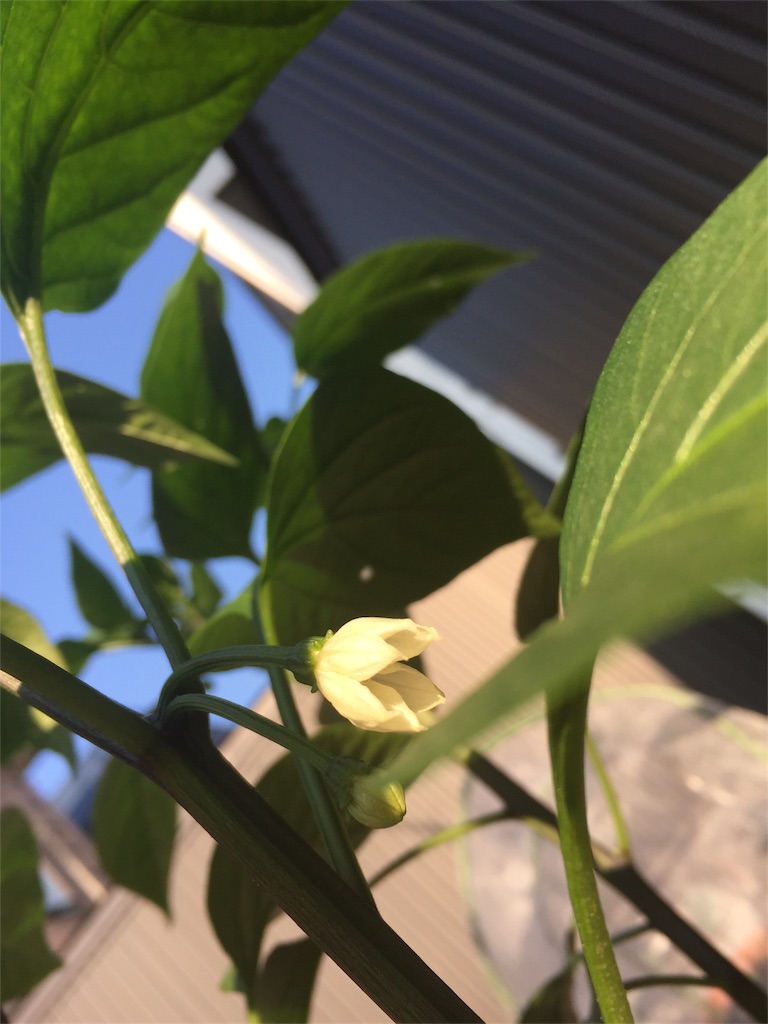 f:id:tigger-soukai:20170708075315j:image f:id:tigger-soukai:20170708075315j:image