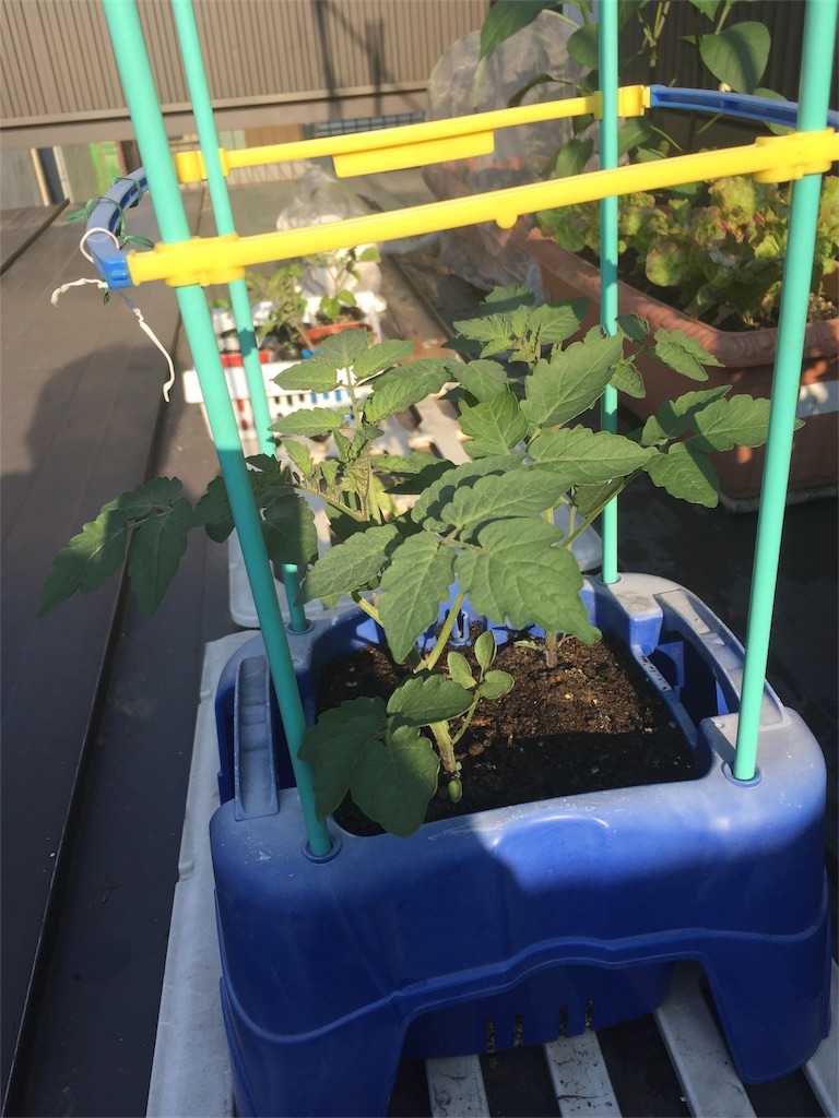 f:id:tigger-soukai:20170708075511j:image f:id:tigger-soukai:20170708075511j:image