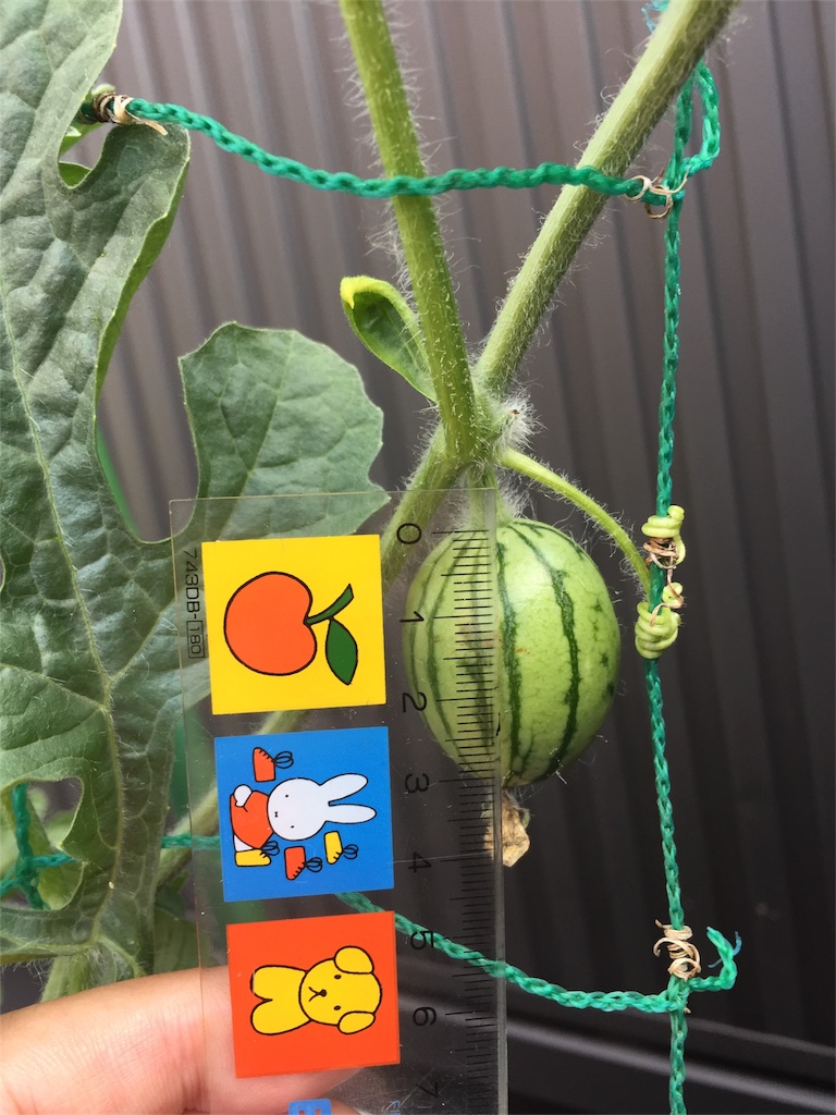 f:id:tigger-soukai:20170709061724j:image f:id:tigger-soukai:20170709061724j:image