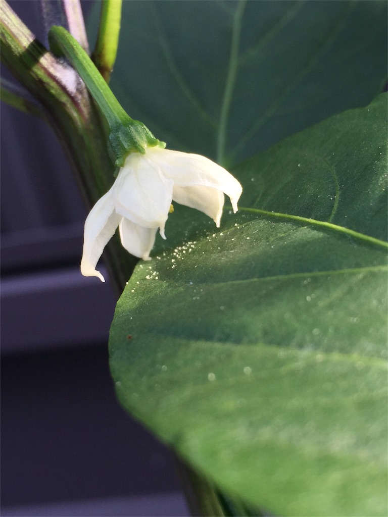 f:id:tigger-soukai:20170709061831j:image f:id:tigger-soukai:20170709061831j:image