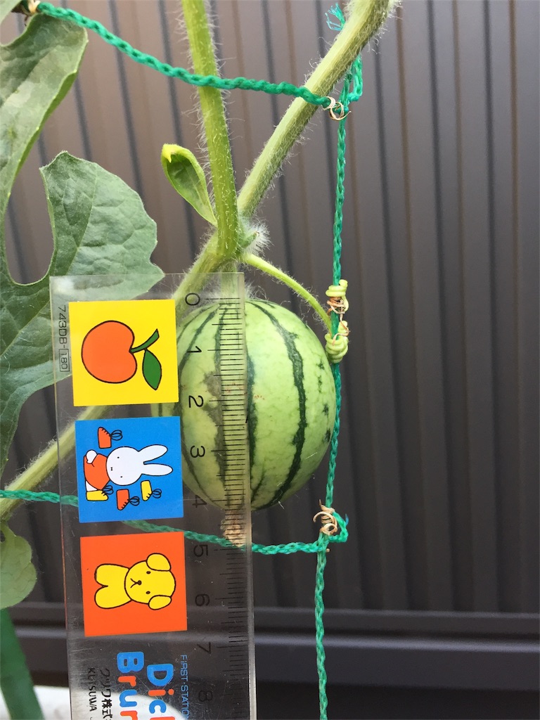 f:id:tigger-soukai:20170711065334j:image