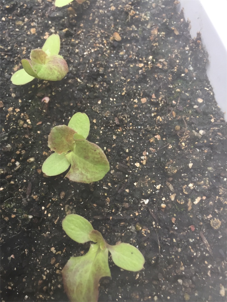 f:id:tigger-soukai:20170711065551j:image