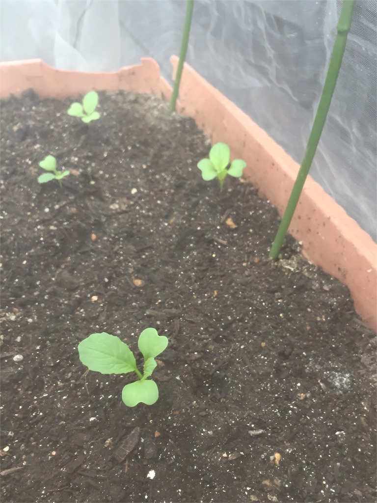 f:id:tigger-soukai:20170711065604j:image