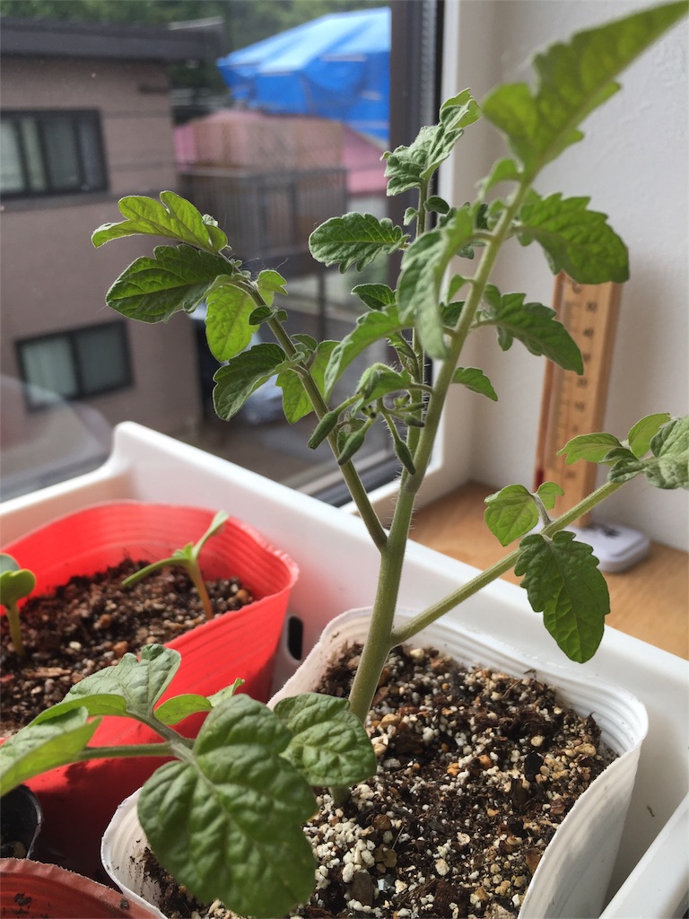 f:id:tigger-soukai:20170711072107j:image