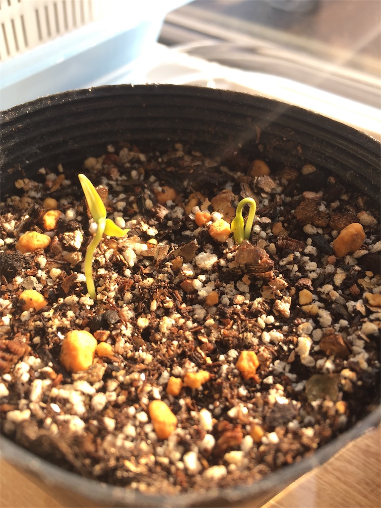 f:id:tigger-soukai:20180420201224j:image