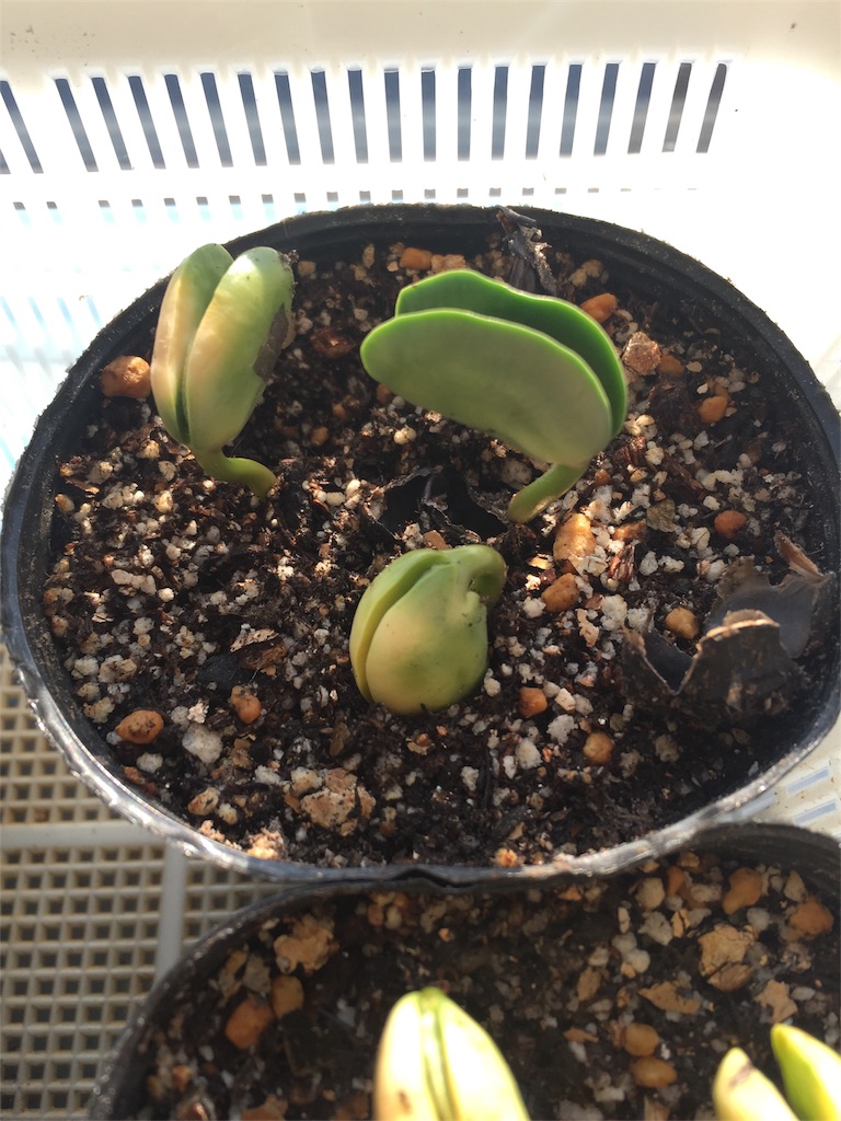 f:id:tigger-soukai:20180420201326j:image