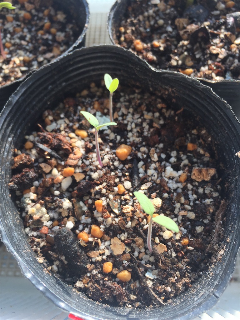 f:id:tigger-soukai:20180420201347j:image