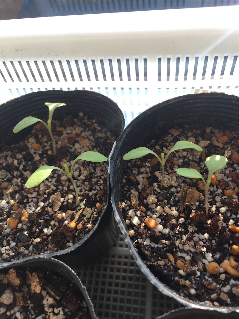 f:id:tigger-soukai:20180420201442j:image