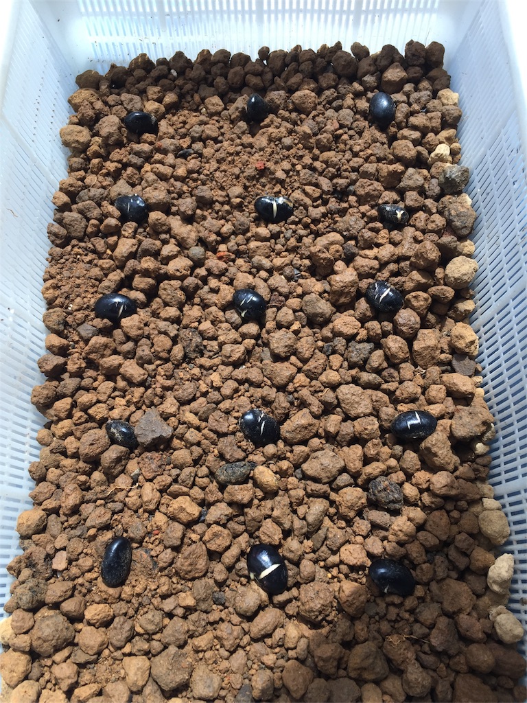 f:id:tigger-soukai:20180504132100j:image