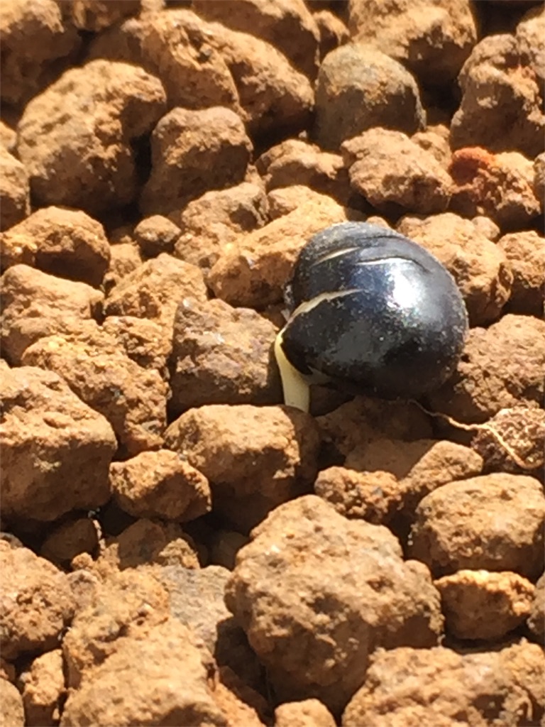 f:id:tigger-soukai:20180504132152j:image