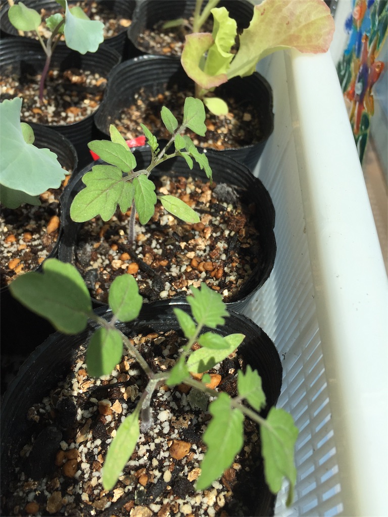 f:id:tigger-soukai:20180504132249j:image