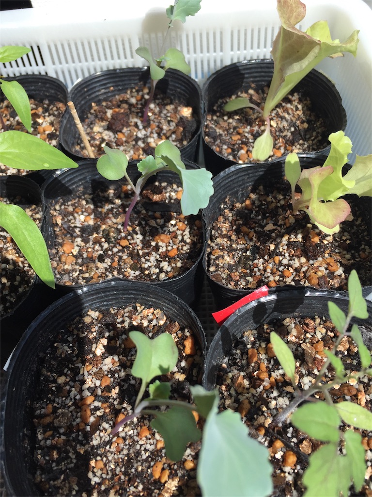 f:id:tigger-soukai:20180504132316j:image