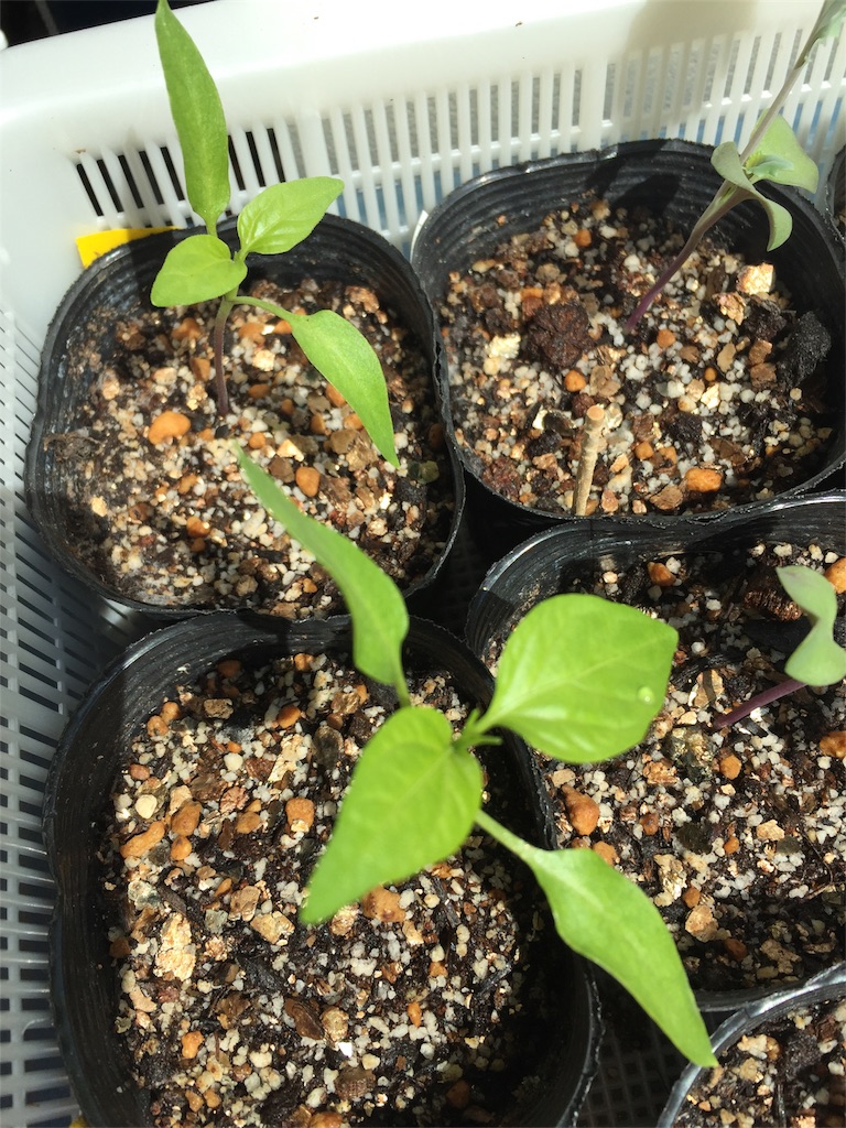 f:id:tigger-soukai:20180504132329j:image