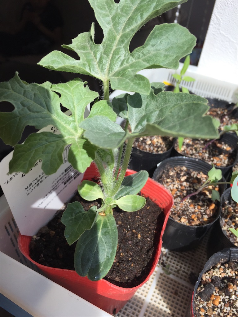 f:id:tigger-soukai:20180504132407j:image