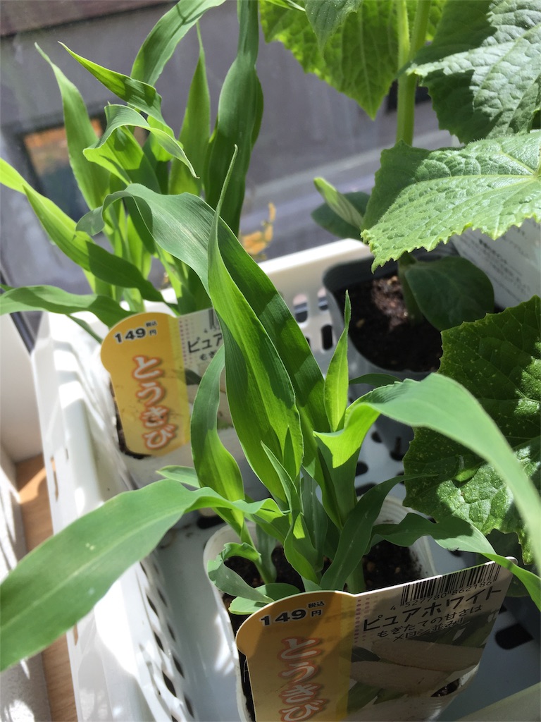 f:id:tigger-soukai:20180504132416j:image