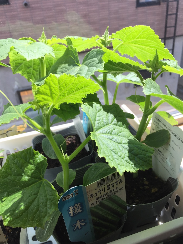 f:id:tigger-soukai:20180504132425j:image