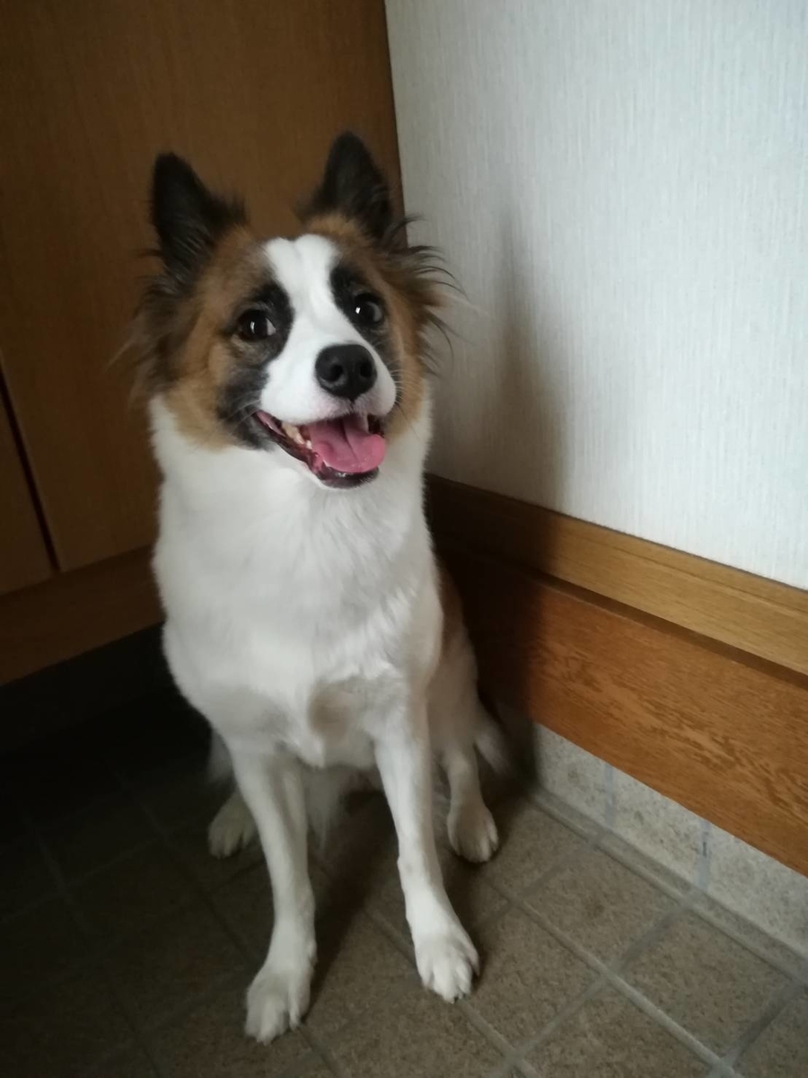 f:id:tiiiiiiippi:20190607124808j:plain f:id:tiiiiiiippi:20190607124808j:plain