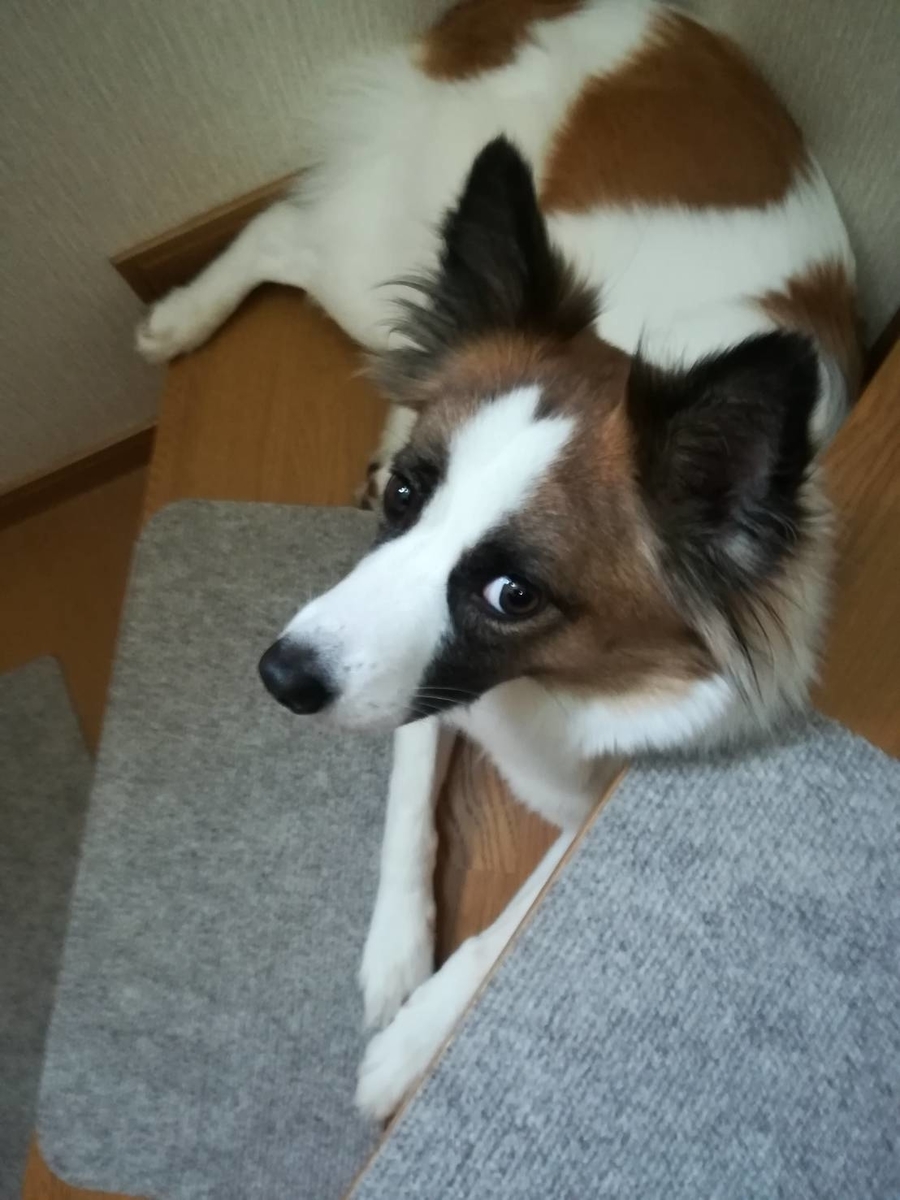 f:id:tiiiiiiippi:20190607125006j:plain f:id:tiiiiiiippi:20190607125006j:plain