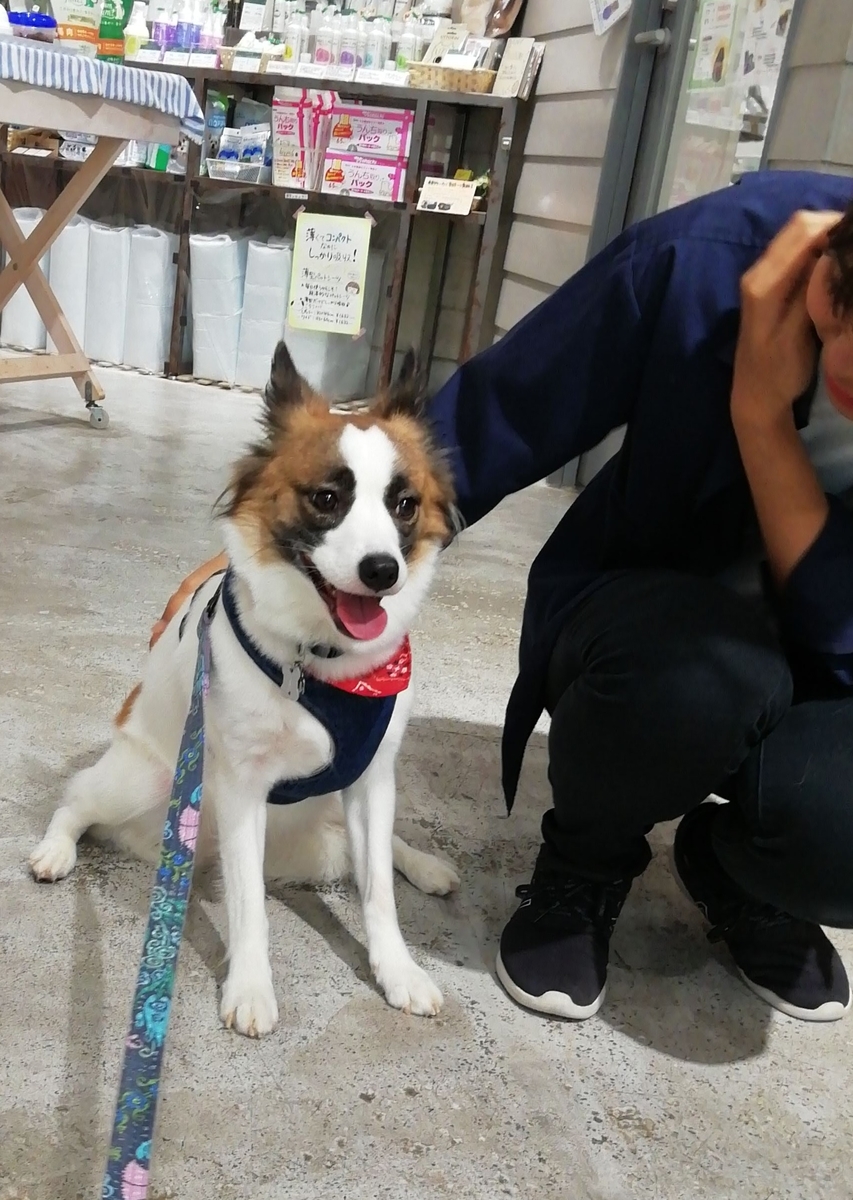 f:id:tiiiiiiippi:20190813133132j:plain f:id:tiiiiiiippi:20190813133132j:plain