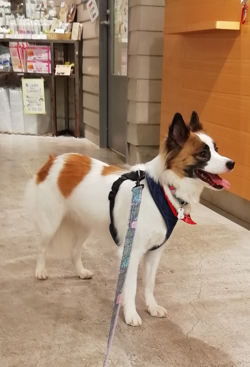 f:id:tiiiiiiippi:20190813133229j:plain f:id:tiiiiiiippi:20190813133229j:plain