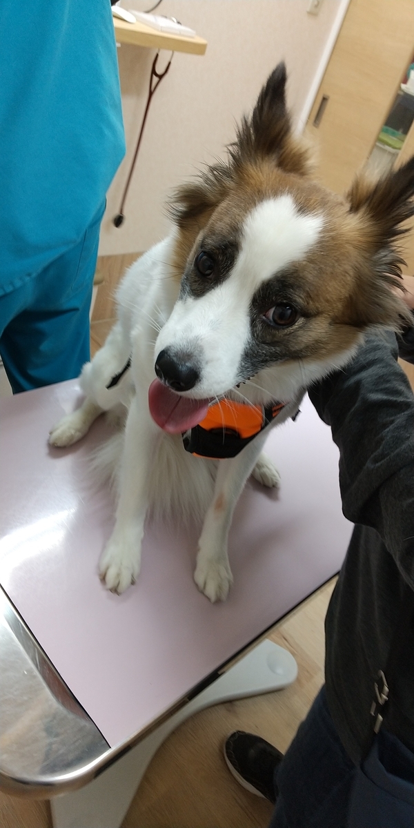 f:id:tiiiiiiippi:20210509172317j:plain