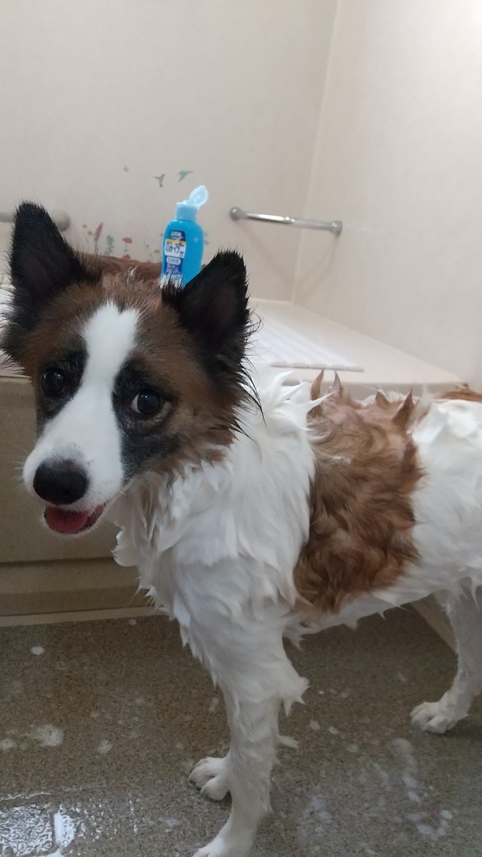 f:id:tiiiiiiippi:20210802070436j:plain