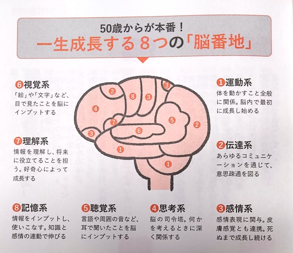 脳番地