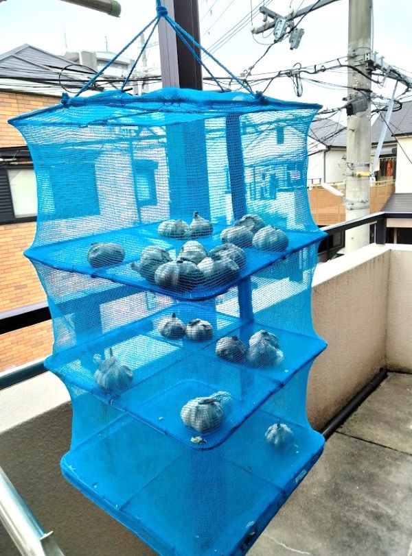 黒ニンニクを干す