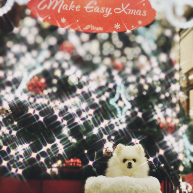 f:id:tiitoharu:20191213163914j:plain